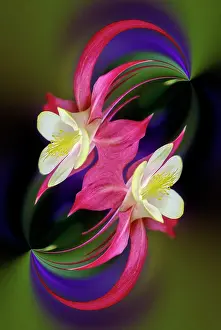 Columbine: Columbine flower, Colorado