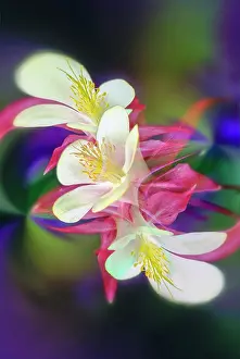 Columbine: Columbine flower, Colorado