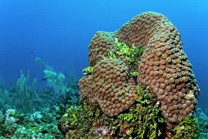 Bodies: Column of coral and Halimeda Algae (Halimeda sp.)