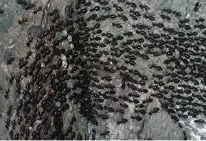 Termite: COLUMN OF TERMITES - returning to nest