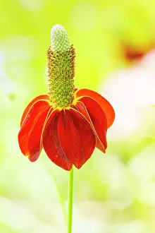 Cycle: Columnar Coneflower, Mexican Hat Plant, Ratibida