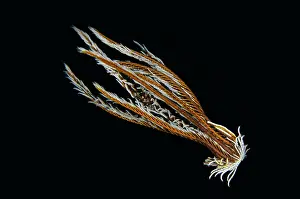 Crinoid: Comanthus Crinoid Shrimp on swimming Crinoid (Comatulida