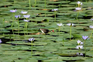 Jacana: Comb-crested Jacana