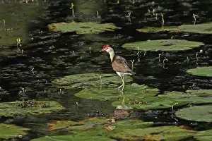 Jacana: Comb-crested Jacana