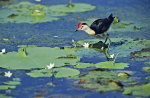 Jacana: Comb-Crested Jacana