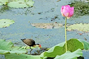 Jacana: Comb-crested Jacana