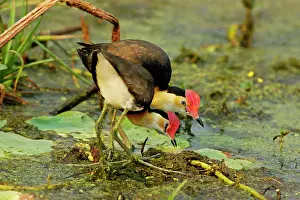 Jacana: Comb-crested Jacana