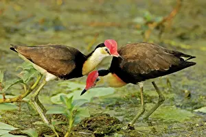 Jacana: Comb-crested Jacana