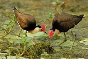 Jacana: Comb-crested Jacana