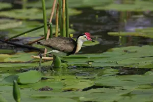 Comb: Comb-crested Jacana