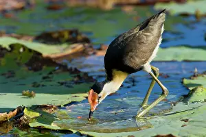 Jacanas: Comb-crested Jacana - adult stalking over Lotus
