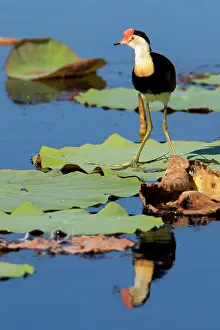 Jacanas: Comb-crested Jacana - adult standing on a Lotus