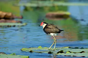 Jacanas: Comb-crested Jacana - adult standing on a Lotus