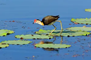 Jacanas: Comb-crested Jacana - adult walks over Lotus Lily's