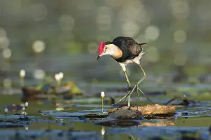 Queensland: Comb-crested Jacana (Irediparra gallinacea), Queensland
