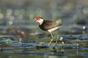 Jacana: Comb-crested Jacana (Irediparra gallinacea)