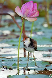 Jacanas: Comb-crested Jacana - juvenile standing under a