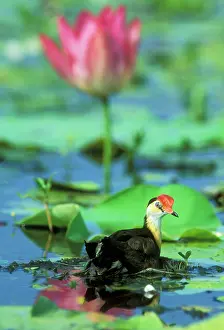 Jacanas: Comb-crested JACANA / Lotus bird / Lily Hopper