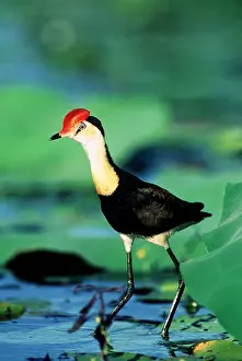 Quirky: Comb-crested JACANA / Lotus bird / Lily Hopper -