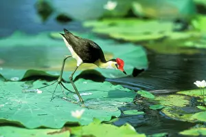 Jacanas: Comb-crested JACANA / Lotus bird / Lily Hopper - on lily pad