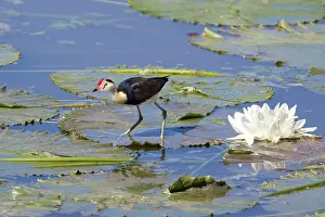 Jacana: Comb-crested Jacana / Lotusbird / Lilytrotter