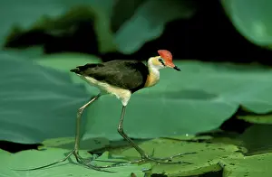 Jacanas: Comb-crested Jacana / Lotusbird - Standing on lilly