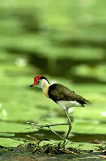 Jacanas: Comb-crested Jacana / Lotusbird) walking on waterlily