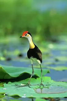 Jacanas: Comb-crested Jacanna