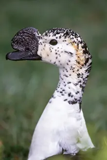 Melanotos: Comb Duck
