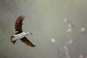 Melanotos: Comb Duck - coming in to land