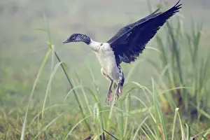 Melanotos: Comb Duck - coming in to land