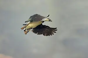 Melanotos: Comb Duck - coming in to land
