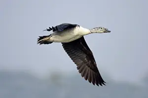 Melanotos: Comb Duck - coming in to land