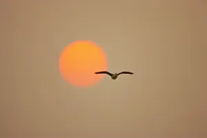 Melanotos: Comb Duck - in flight against setting sun