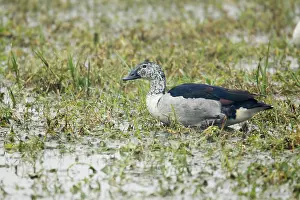 Ghana: Comb Duck - Keoladeo Ghana National Park