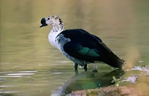 Comb: Comb Duck / Knob-billed Goose - male