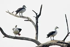 Melanotos: Comb Duck - roosting in dead tree