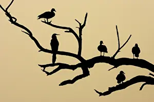 Melanotos: Comb Duck - silhouette of birds roosting in dead tree