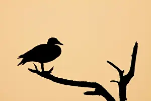 Melanotos: Comb Duck - silhouette of birds roosting in dead tree