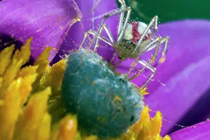 Ovata: Comb-footed Spider