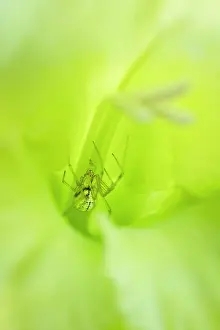 Comb: Comb-footed Spider in green gladiolus flower - Norfolk