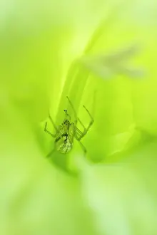Comb: Comb-footed Spider in green gladiolus flower - Norfolk