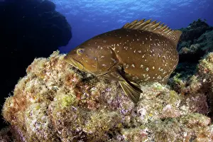 Azores: Comb grouper, Mycteroperca fusca, Santa Maria Island