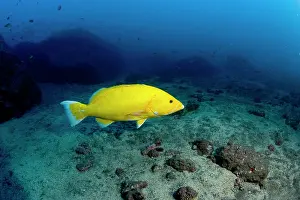 Madere: Comb Grouper - rare yellow exemplary Madeira Island Portugal