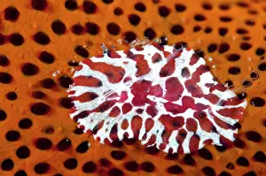 Comb: Comb Jelly