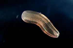 Comb: Comb jelly (Beroe cucumis). Zooplankton. Pelagic