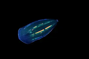 Comb: Comb jelly (Beroe forskalii). Zooplankton. Pelagic