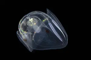 Jelly: Comb Jelly - Blackwater night dive, Seraya, Karangasem