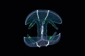 Jelly: Comb Jelly - Blackwater night dive, Seraya, Karangasem