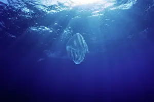 Jelly: Comb jelly (Ctenophora), Roca Partida close to San